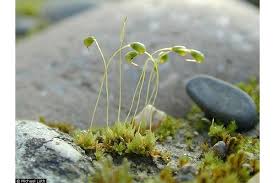 Attēlu rezultāti vaicājumam “Funariales”