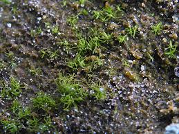 Attēlu rezultāti vaicājumam “Oxystegus tenuirostris”