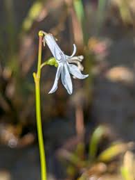 Attēlu rezultāti vaicājumam “Lobelia dortmanna flower”
