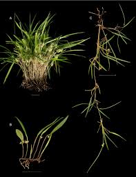 Attēlu rezultāti vaicājumam “Schoenus ferrugineus bud”