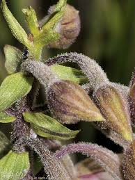 Attēlu rezultāti vaicājumam “Epipactis palustris bud”