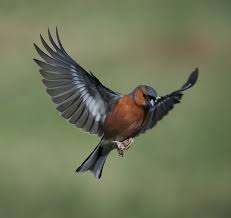 Attēlu rezultāti vaicājumam “Fringilla coelebs”
