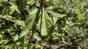 Attēlu rezultāti vaicājumam “Eupatorium cannabinum leaf”