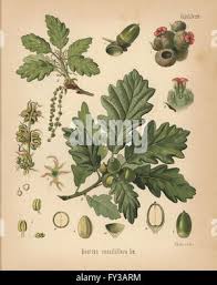 Attēlu rezultāti vaicājumam “Physarum obscurum sessile”