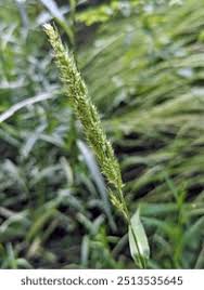Attēlu rezultāti vaicājumam “Phalaroides arundinacea fruit”