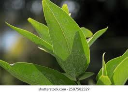 Attēlu rezultāti vaicājumam “Astragalus glycyphyllos leaf”