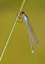 Attēlu rezultāti vaicājumam “Erythromma najas”