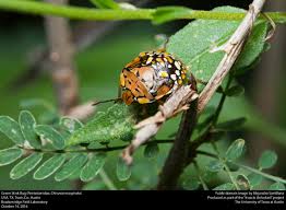 Attēlu rezultāti vaicājumam “Pentatomidae”