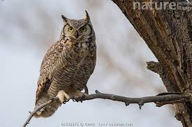 Attēlu rezultāti vaicājumam “Bubo bubo adult”