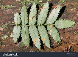 Attēlu rezultāti vaicājumam “Gymnosporangium cornutum”