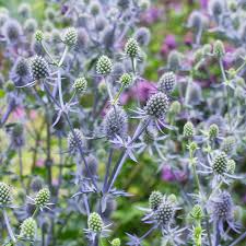 Attēlu rezultāti vaicājumam “Eryngium planum”