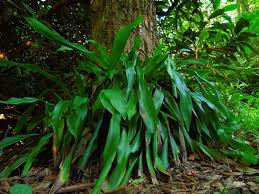 Attēlu rezultāti vaicājumam “Symphytocarpus flaccidus sessile”