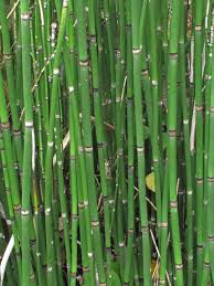 Attēlu rezultāti vaicājumam “Equisetum hyemale”