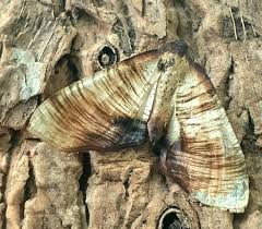 Attēlu rezultāti vaicājumam “Plagodis dolabraria”