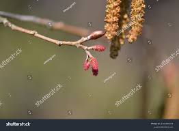 Attēlu rezultāti vaicājumam “Alnus incana bud”