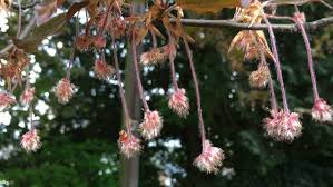 Attēlu rezultāti vaicājumam “Fagus sylvatica male flower”