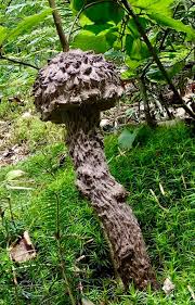 Attēlu rezultāti vaicājumam “Vouauxiomyces santessonii”