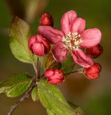 Attēlu rezultāti vaicājumam “Malus purpurea flower”
