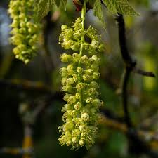 Attēlu rezultāti vaicājumam “Carex dioica male flower”