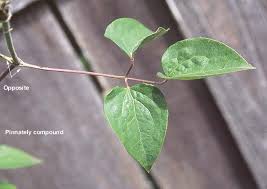 Attēlu rezultāti vaicājumam “Clematis leaf”
