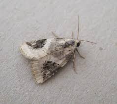 Attēlu rezultāti vaicājumam “Pseudeustrotia candidula”