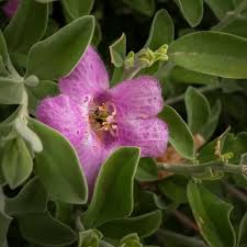 Attēlu rezultāti vaicājumam “Aphelia viburniana”