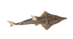 Image result for Rhynchobatus djiddensis