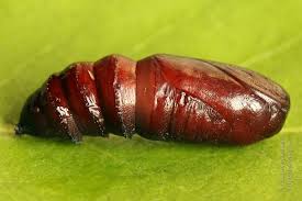 Attēlu rezultāti vaicājumam “Papestra biren”