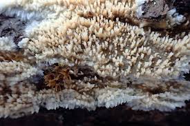 Attēlu rezultāti vaicājumam “Mycoacia fuscoatra”