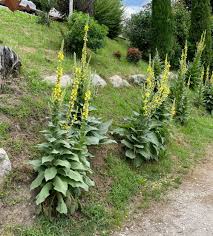 Image result for Königskerzen