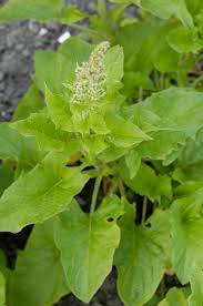 Attēlu rezultāti vaicājumam “Chenopodium bonus-henricus leaf”