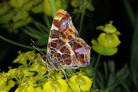 Attēlu rezultāti vaicājumam “Araschnia levana larva”