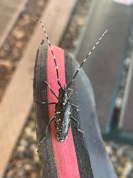 Attēlu rezultāti vaicājumam “Diprion pini female”