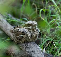 Attēlu rezultāti vaicājumam “Caprimulgus europaeus egg”