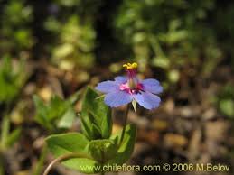 Image result for Anagallis arvensis