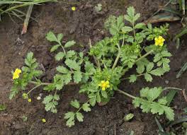 Attēlu rezultāti vaicājumam “Potentilla supina”