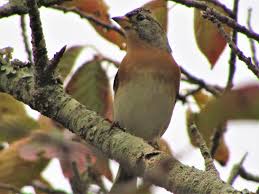 「アトリ・レギンハルト」の画像検索結果