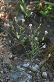 Attēlu rezultāti vaicājumam “Gypsophila muralis fruit”