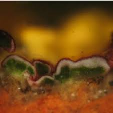 Attēlu rezultāti vaicājumam “Candelariella sp.”