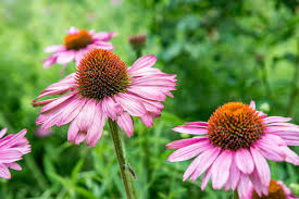 Image result for Echinacea purpurea