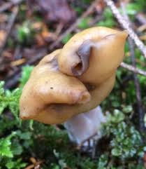 Attēlu rezultāti vaicājumam “Gyromitra infula”