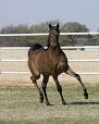 Arabian horse - Wikipedia, the free encyclopedia