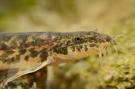 Attēlu rezultāti vaicājumam “Barbatula barbatula”