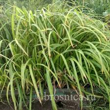 Attēlu rezultāti vaicājumam “Carex pilosa”