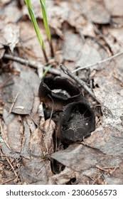 Attēlu rezultāti vaicājumam “Craterium sp.”