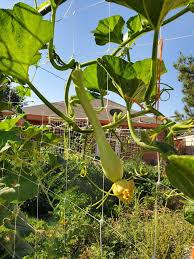 Image result for tromboncino