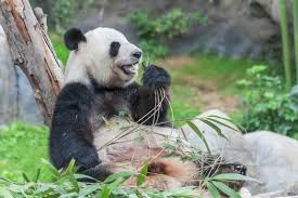 Image result for pandas