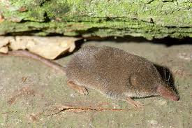 Attēlu rezultāti vaicājumam “Sorex sp.”