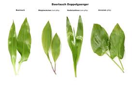 Attēlu rezultāti vaicājumam “Allium ursinum leaf”