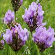 Attēlu rezultāti vaicājumam “Astragalus danicus flower”